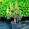 Сосна звичайна Хібернія / h 50-60 / Pinus sylvestris Hibernia, фото 9