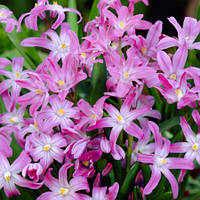 Набір з 5 цибулин Хіонодокса Rosea 5+