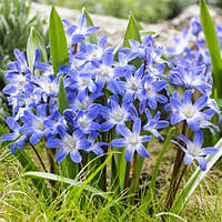 Набір з 5 цибулин Хіонодокса luciliae 5+