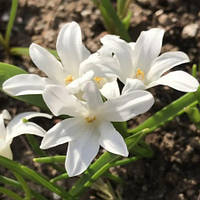 Набір з 5 цибулин Хіонодокса Alba 5+