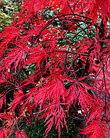 Большой японский клен Rovinsky Garden Japanese maple, acer palmatum Garnet, 1.5 - 2м, объем горшка 25л (RG259)