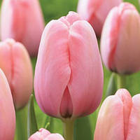 Тюльпан Дарвіна Salmon Impression 11/12