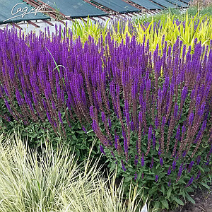 Шавлія дібровна 'Caradonna'. Контейнер 2 л