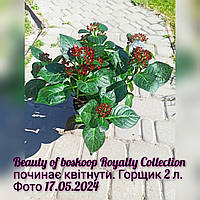 Гортензия крупнолистая широколистая Beauty of boskoop Royalty Collection Бьюти оф Боскуп