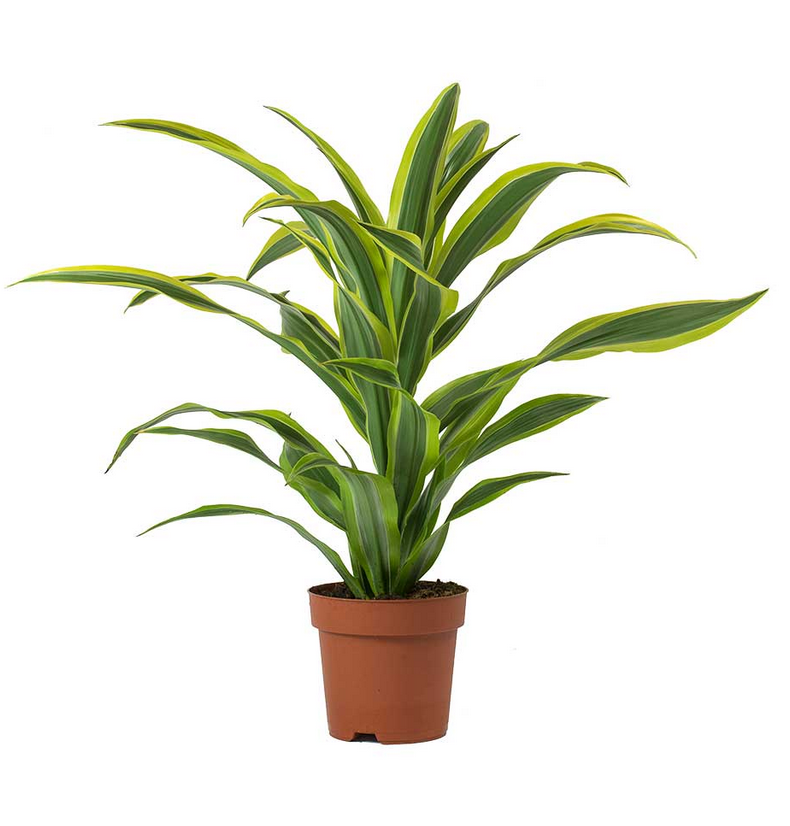 Драцена Лемон лайм кімнатна рослина (горщик д.17)