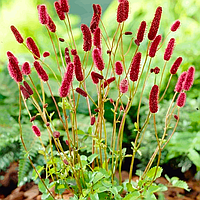 Саженцы Кровохлебки лекарственной (Sanguisorba officinalis) Р9