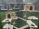 Клітка для шиншил, білок, дегу, фото 4