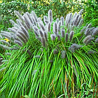 Саджанці Пеннісетума лисохвостого Моудрі (Pennisetum alopecuroides Moudry) Р9, фото 2