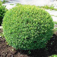 Саджанці Верби пурпурової Нана 2-річної (Salix purpurea Nana) С1.5