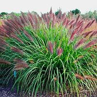 Саджанці Пеннісетума лисохвостого Моудрі (Pennisetum alopecuroides Moudry) Р9