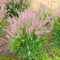 Саджанці Пеннісетума східного Фламінго (Pennisetum orientale Flamingo) Р9