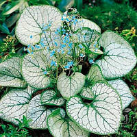 Саженцы Бруннеры крупнолистной Джек Фрост (Brunnera macrophylla Jack Frost) P9