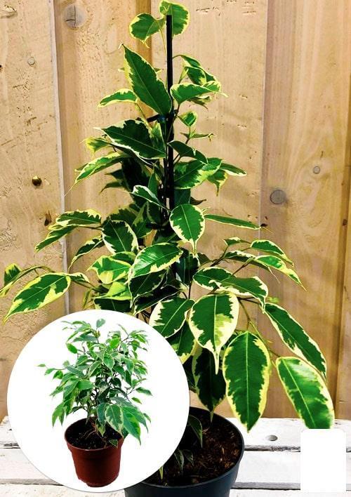 Фикус Бенджамина вариегатный "Саманта" (Ficus benjamina Samantha) вазон ...