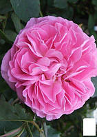 Роза английская "Mary Rose" (саженец класса АА+) высший сорт