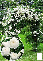 Роза английская плетистая "Сияющая невеста" (саженец класса АА+) высший сорт