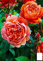 Роза английская "Саммер Сонг" (саженец класса АА+) высший сорт