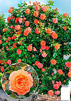 Роза плетистая "Оранж Даун" (саженец класса АА+) высший сорт