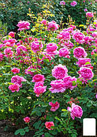 Роза английская "Принцесса Александра Кентская" (саженец класса АА+) высший сорт
