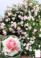 Трояндиста "819 Даун" (саженець класу АА+) вищий сорт