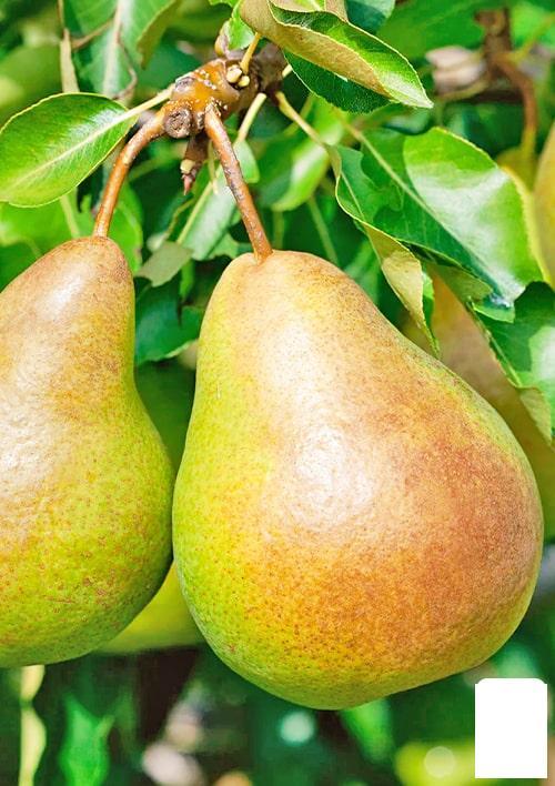 Груша "Катюша" (зимний сорт, поздний срок созревания): продажа, цена в ...