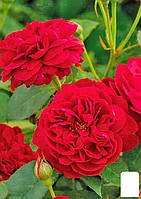 Роза английская "Дарси Бассел" (саженец класса АА+) высший сорт