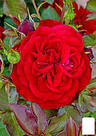 Роза флорибунда "Мона Лиза" (саженец класса АА+) высший сорт