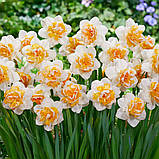 Нарцисс Peach Prince 12/14, фото 4