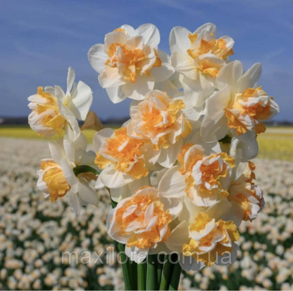 Нарцисс Peach Prince 12/14