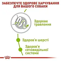 Сухий корм Royal Canin Xsmall Adult +8 для собак мініатюрних порід віком від 8 до 12 років 3 кг, фото 4