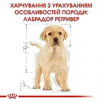 Сухий корм для цуценят лабрадору Royal Canin Labrador Retriever Puppy 3 кг, фото 3