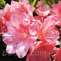 Азалія японська Блаувс Пінк / 2 роки / Azalea Blaauw's Pink, фото 4