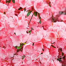 Азалія японська Блаувс Пінк / 2 роки / Azalea Blaauw's Pink, фото 5
