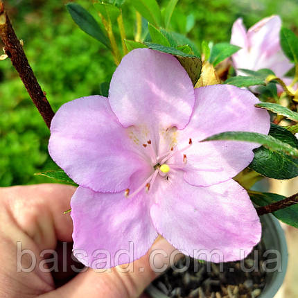 Азалія японська Блаувс Пінк / 2 роки / Azalea Blaauw's Pink, фото 3