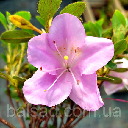 Азалія японська Блаувс Пінк / 2 роки / Azalea Blaauw's Pink, фото 1