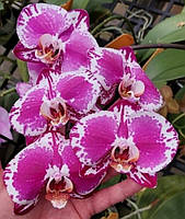 Орхидея подросток Cygnus, горшок 1.7" без цветов.