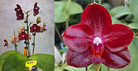 Орхидея сорт Mituo king (Ruby diamond), без цветов, диаметр горшка 1,7