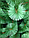 Ялинка штучна "Сосна зелена" (Сосна) 2.30 м. Класична зелена, фото 5