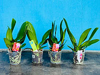 Орхідеї, відцвелі та продаються як колір сюрприз