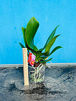 Рослина орхідея з кольором цвітіння сюрприз в горщику 12см.