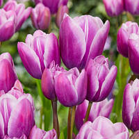 Набір 5 цибулин Тюльпан мультіфлора Purple Elegance 12+