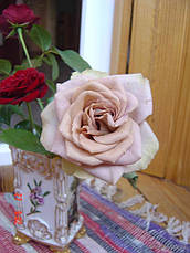 Троянда Амнезія (Amnesia) чайно-гібридна, фото 2