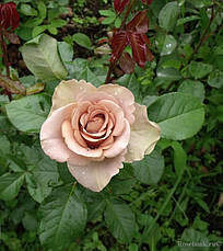 Троянда Амнезія (Amnesia) чайно-гібридна, фото 3