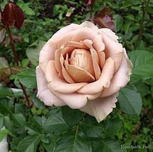 Троянда Амнезія (Amnesia) чайно-гібридна, фото 4