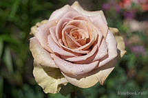 Троянда Амнезія (Amnesia) чайно-гібридна, фото 5