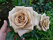 Троянда Амнезія (Amnesia) чайно-гібридна, фото 6