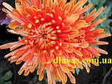 Хризантема корейська Осіннє Рандеву оранж 0,5л, фото 4