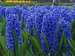 Гіацинт MINOS 15/16