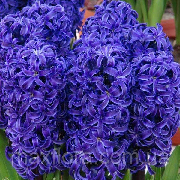 Гіацинт BLUE JACKET 15/16, фото 1