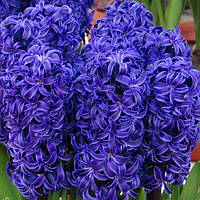 Гіацинт BLUE JACKET 15/16