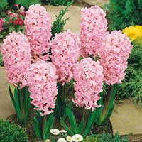 Гіацинт FONDANT 14/15